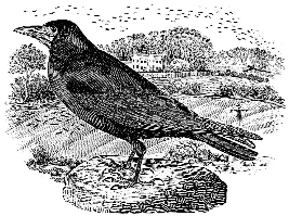 ROOKBewick300dpi1